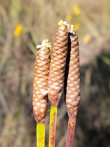 Image of Xyris stricta by (c) Jay Horn, some rights reserved (CC BY)