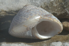 Steromphala cineraria