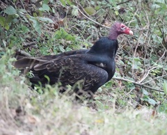Cathartes aura septentrionalis