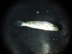 Menticirrhus