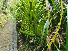 Freycinetia banksii