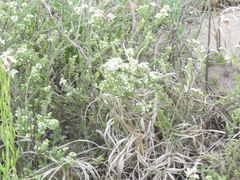 Acantholippia seriphioides