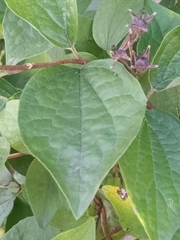 Philadelphus coronarius