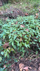 Persicaria arifolia