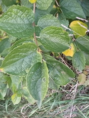Philadelphus coronarius