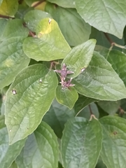 Philadelphus coronarius