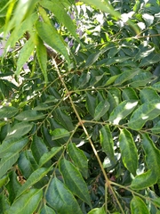 Koelreuteria bipinnata