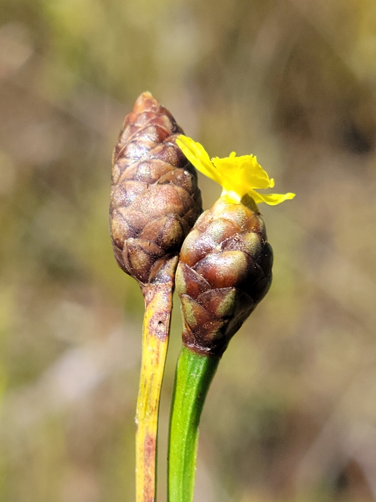 Acidswamp Yellow-eyed Grass