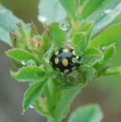 Coccinula quatuordecimpustulata