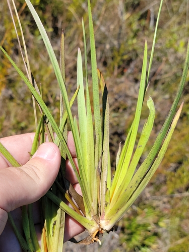 Image of Xyris serotina by (c) Jay Horn, some rights reserved (CC BY)