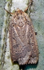 Abagrotis alternata