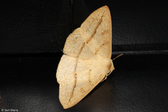 Lepidoptera