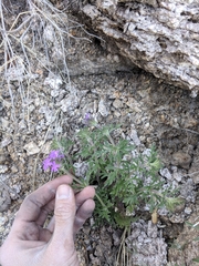 Glandularia chiricahensis