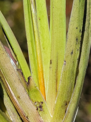 Image of Xyris serotina by (c) Jay Horn, some rights reserved (CC BY)