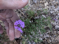 Glandularia chiricahensis