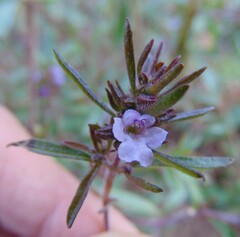 Satureja hortensis