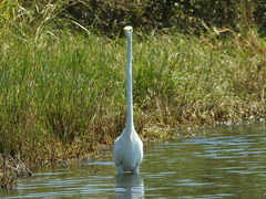 Ardea alba egretta