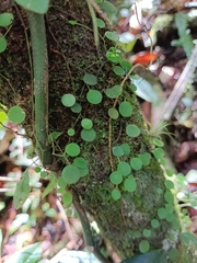 Peperomia rotundifolia