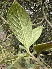 Varronia cylindrostachya