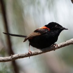 Malurus melanocephalus