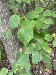 Hamamelis