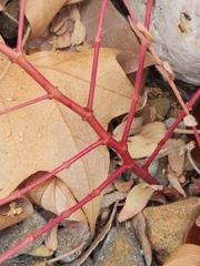 Euphorbia nutans