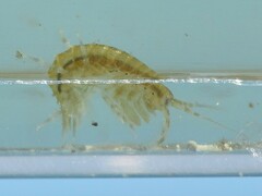 Gammarus mucronatus