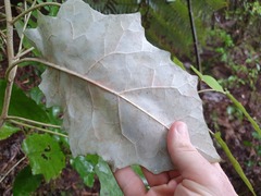 Brachyglottis repanda