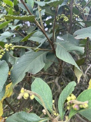 Varronia cylindrostachya