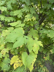 Acer pseudoplatanus