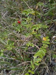 Rosa rubiginosa