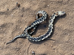 Lampropeltis nigra