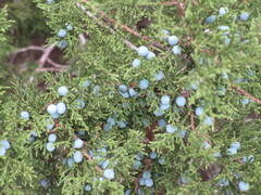 Juniperus ashei