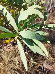 Protea caffra caffra