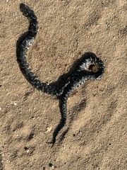 Lampropeltis nigra