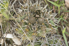 Parodia mammulosa