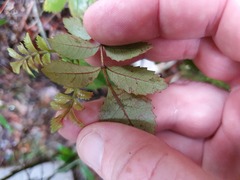Pterophylla sylvicola