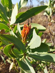 Protea caffra caffra