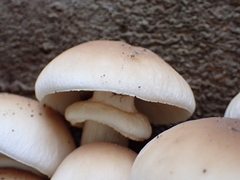 Cyclocybe