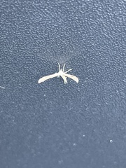 Platyptilia carduidactylus