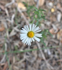 Erigeron modestus