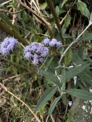 Eupatorieae