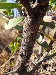 Protea caffra caffra