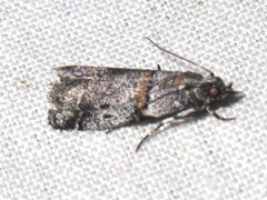 Acrobasis comptella