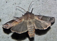 Eupsilia devia