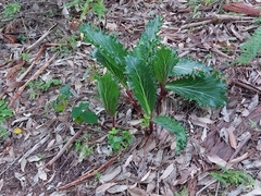 Lichtensteinia lacera