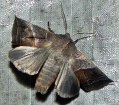 Eupsilia devia