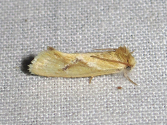 Acrolophus laticapitana