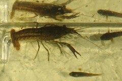 Procambarus clarkii