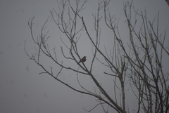 Turdus migratorius image